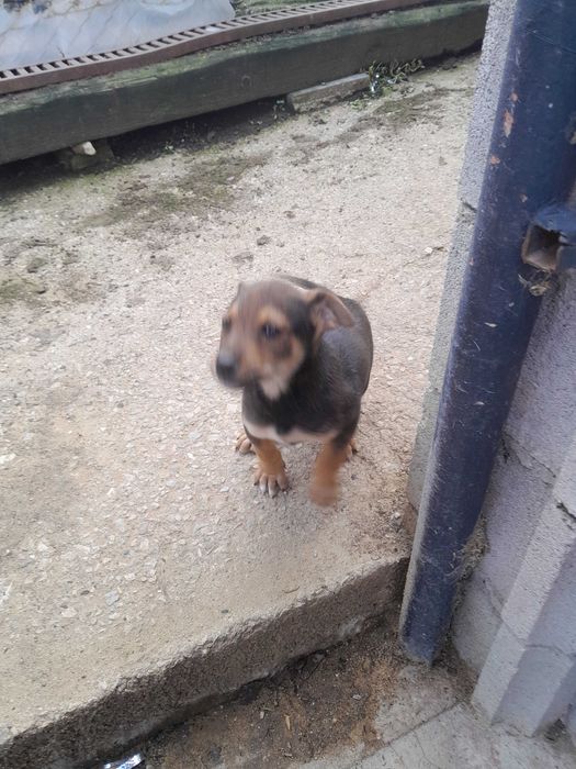 Подарявам куче смеска мъжко