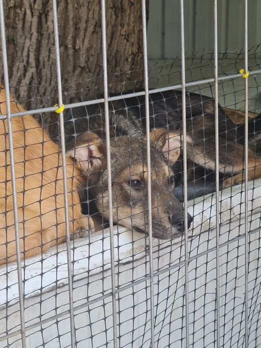 Dau spre adopție