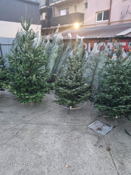 Vamd brazi de Crăciun argintii preț de la 100 la 200