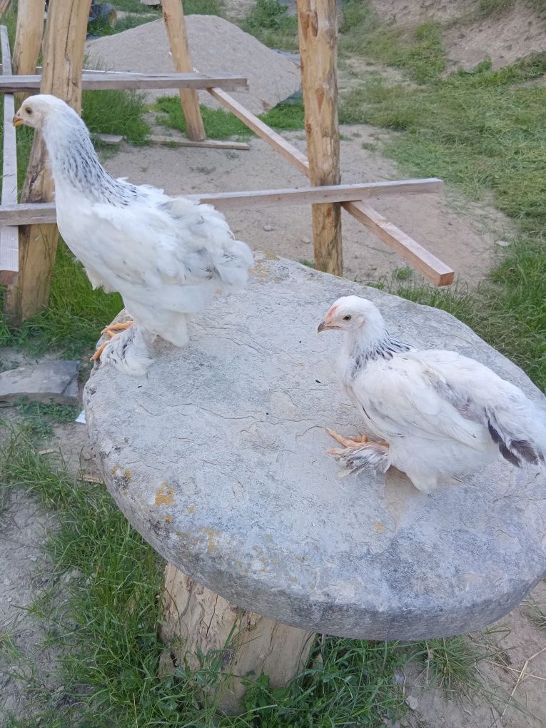 Vând pui brahma herminat deschis,10 pui.