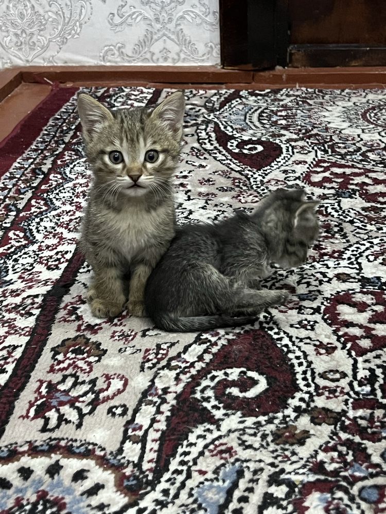 Mushukchalar 5 ta