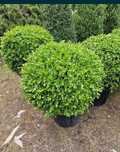 Plante ornamentale
