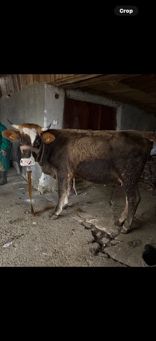 Vand junica de taiere