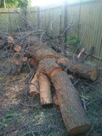 Продам дрова урюк,свежий спил,сухое дерево,частично напилено.