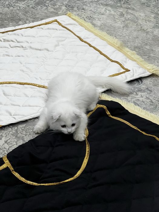 Qordek oppoq scotish fold