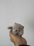 Vand pui chinchilla femela / Sinsila / Chinchila