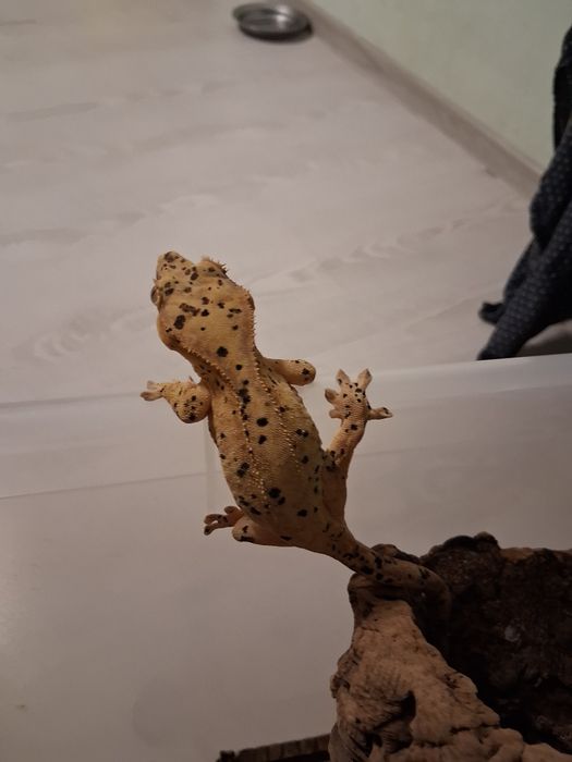 Crested Gecko super dalmatian