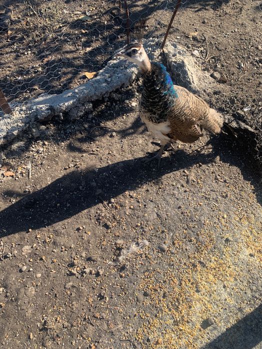 Pauni tineri și fazani