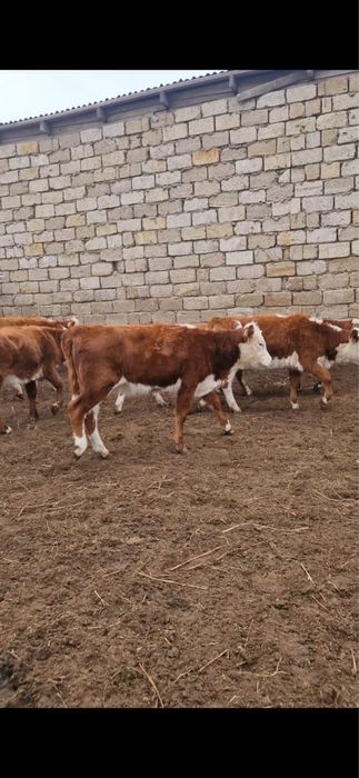 Подсос ұрғашы...