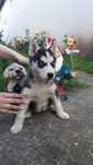 Husky Siberian negru cu alb