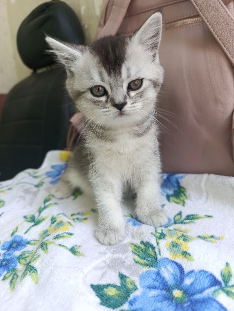 Котята.Серебристая Шиншилла