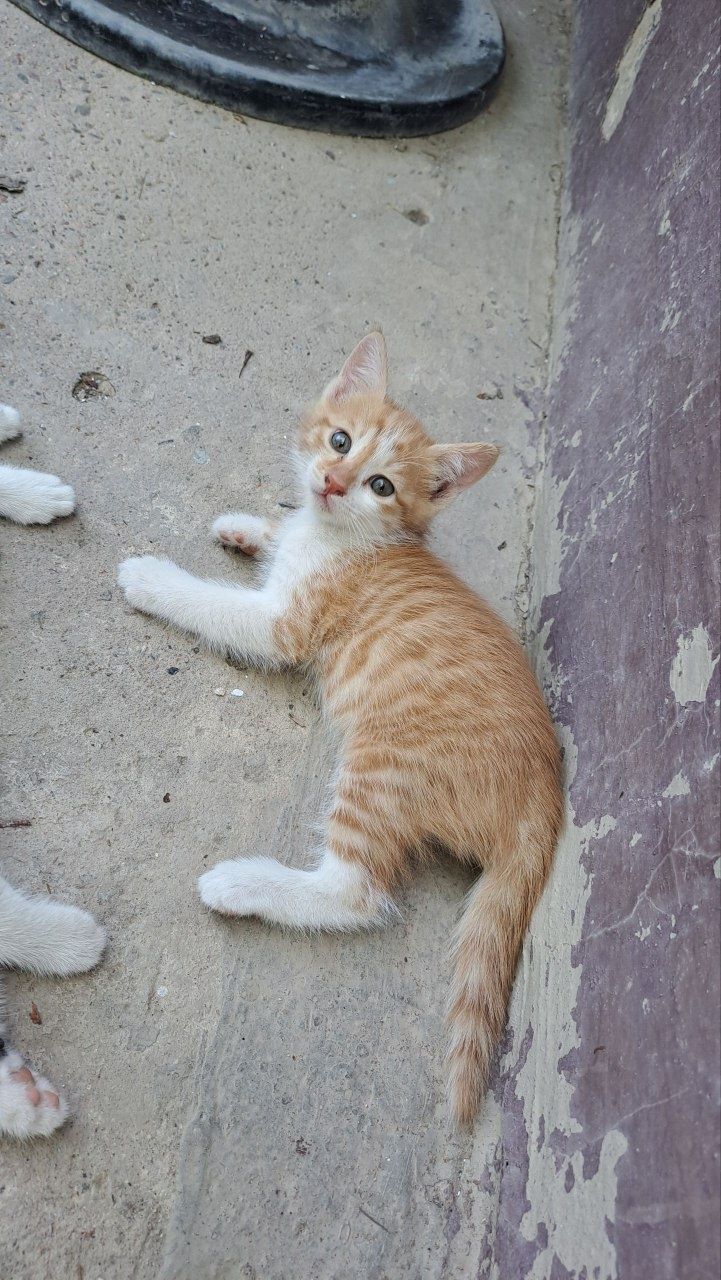 Милые, красивые котята. Даром..