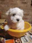 Bichon maltes miny