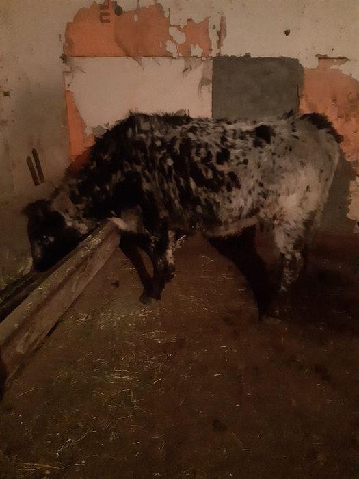 Семиз согымга тайынша донежиндер сатылады