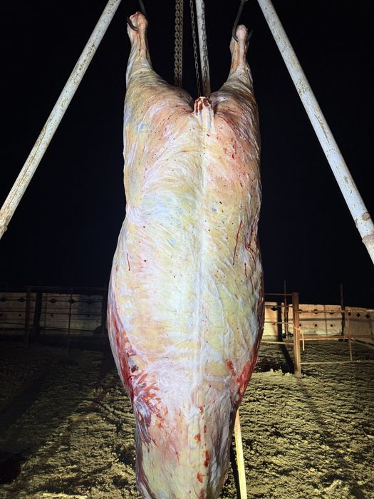 Продам мясо конины 3200 свежее степные не с откорма