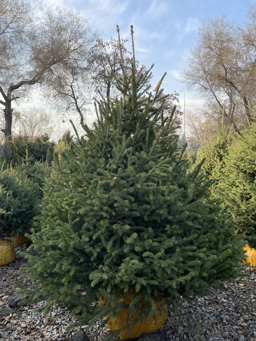 Купите живая елка зеленая ель голубая ель сосна крымка