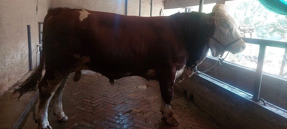 Ассаламу:алайкум