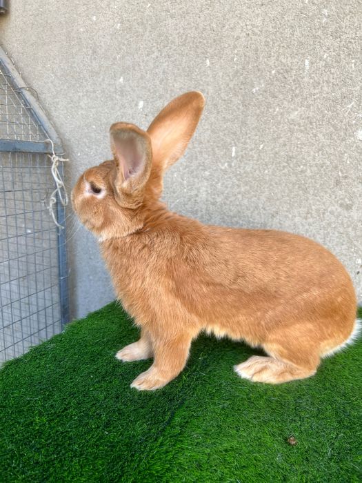 Бургундия зотли самец