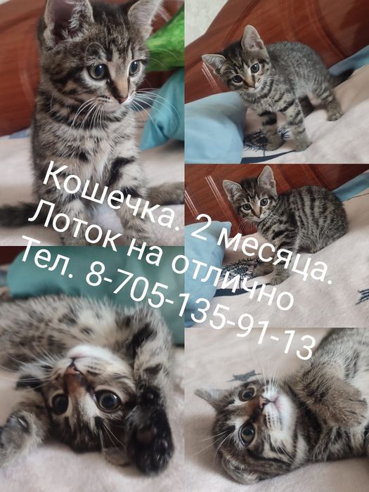 Отдам кошечку красотку