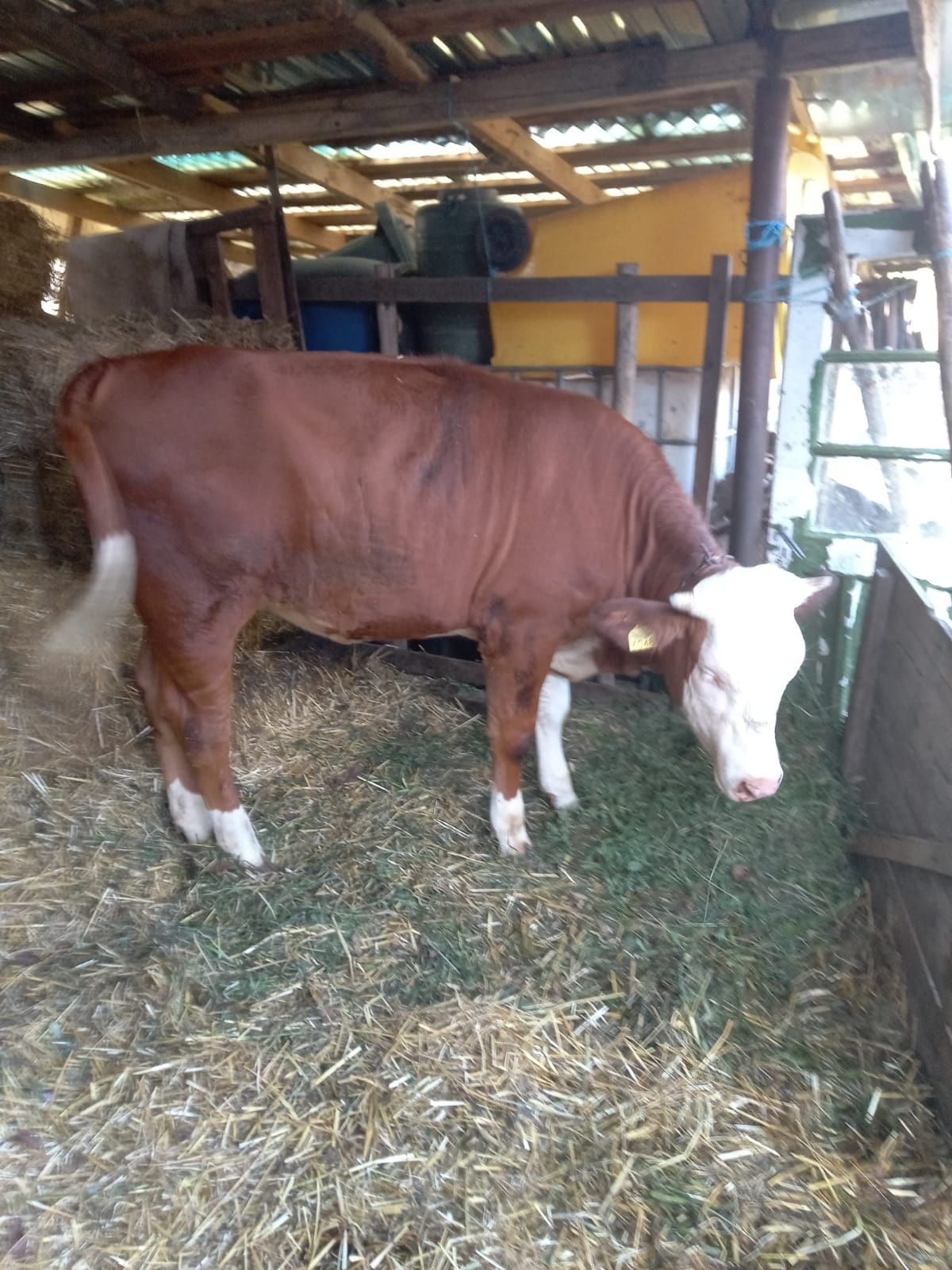 Vând vița bălțată românească