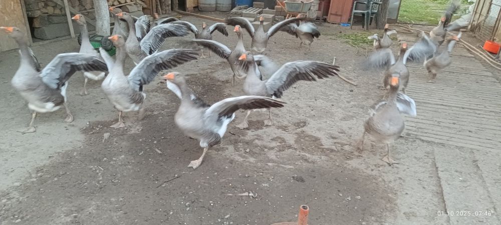 Gâște de vanzare