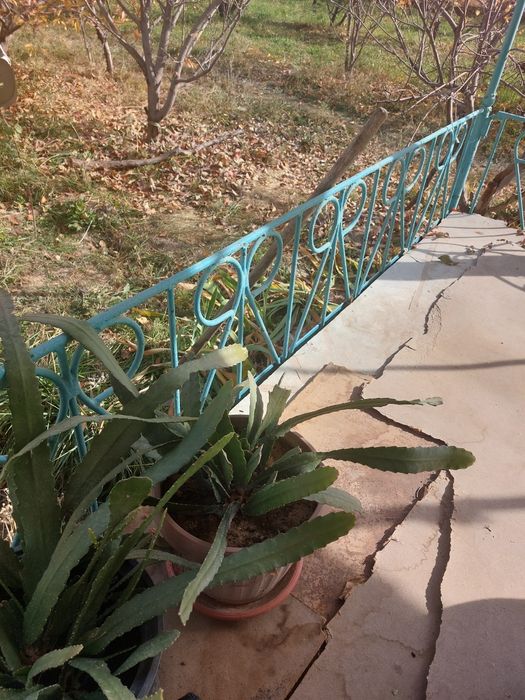 Цветок, лесной кактус