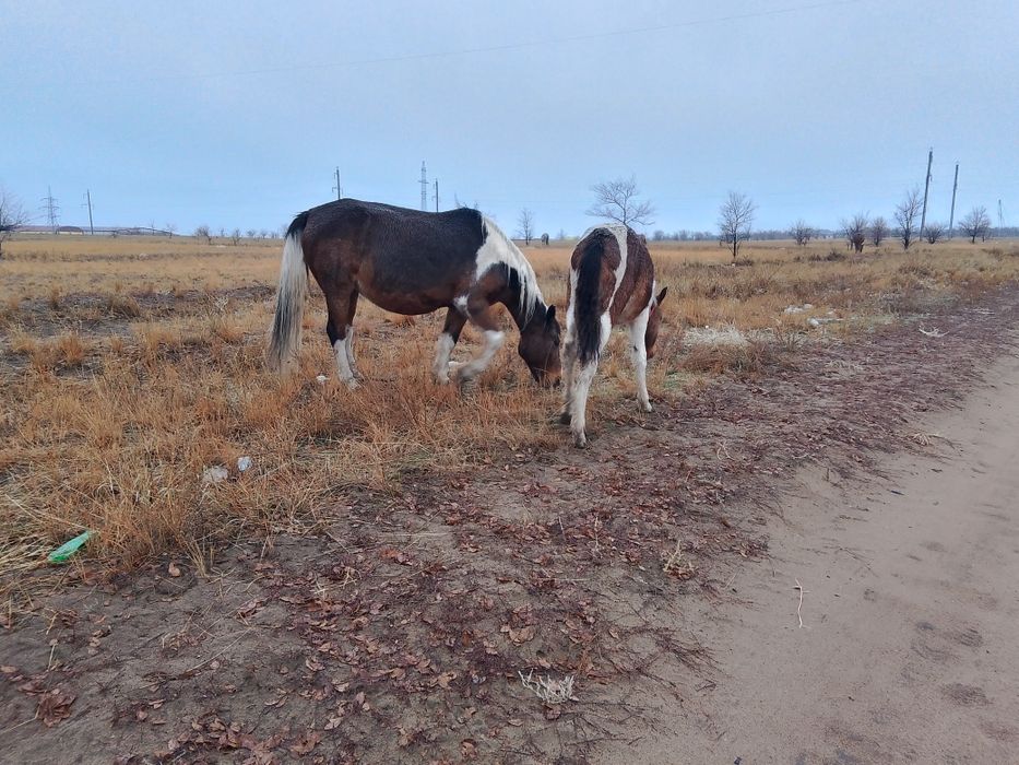 Бие сауын сауын бие