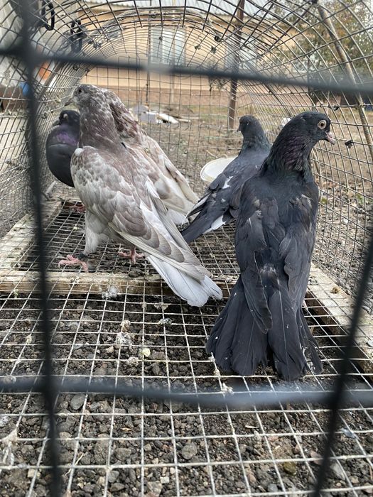 Продам годубей молодежь