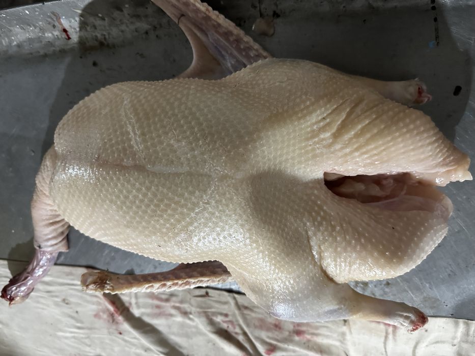 Мясо гуся, гусиный жир, бройлер