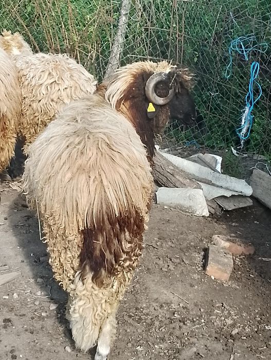 Noatin bucălău de vânzare