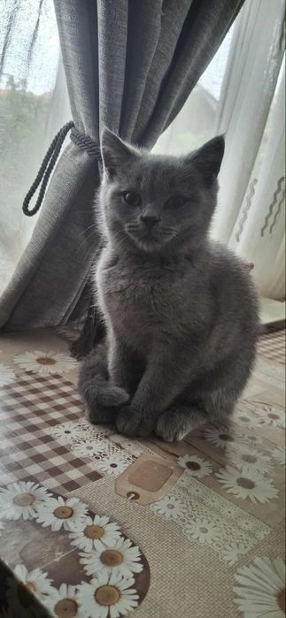 British shorthair