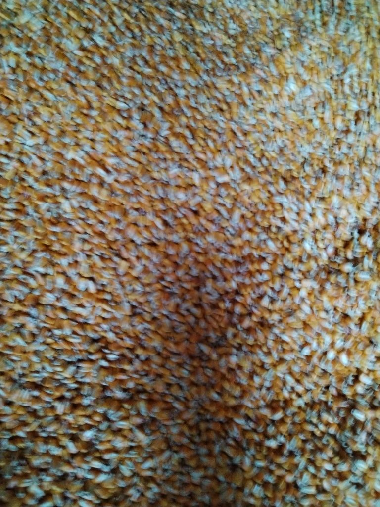 Vand cereale Porumb Grau Orz Ovaz Floarea Soarelui !