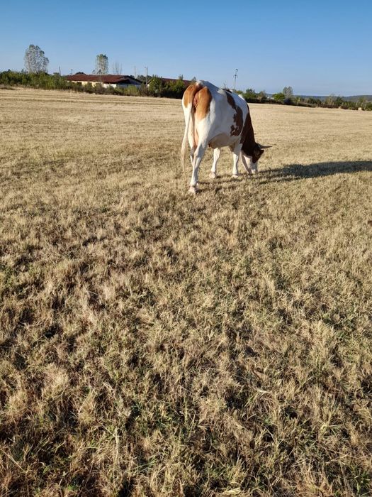 Vand vaca baltata romaneasca