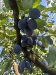 Prune Stanley pentru consum