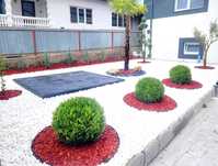 Plante decorative pentru curți și grădini