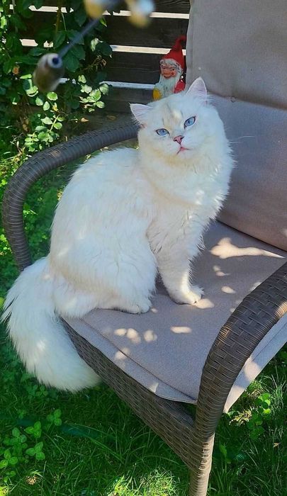 British longhair alb cu ochii albastri pedigree