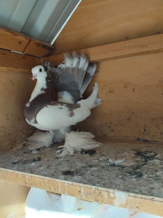 Kabutar pavlin jujalari bilan