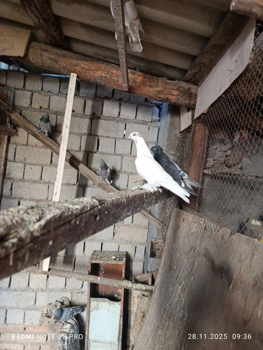 Кабутарлар сотилади