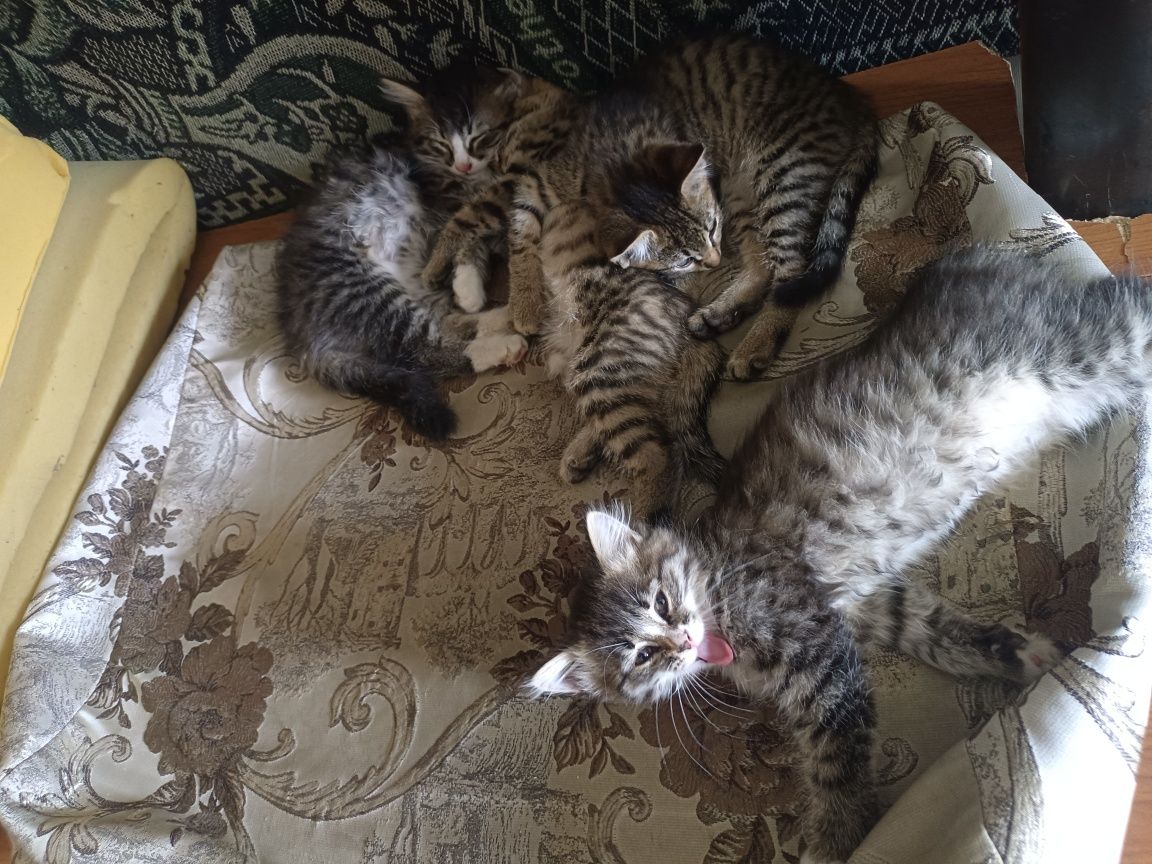 Котята. Отдам котят