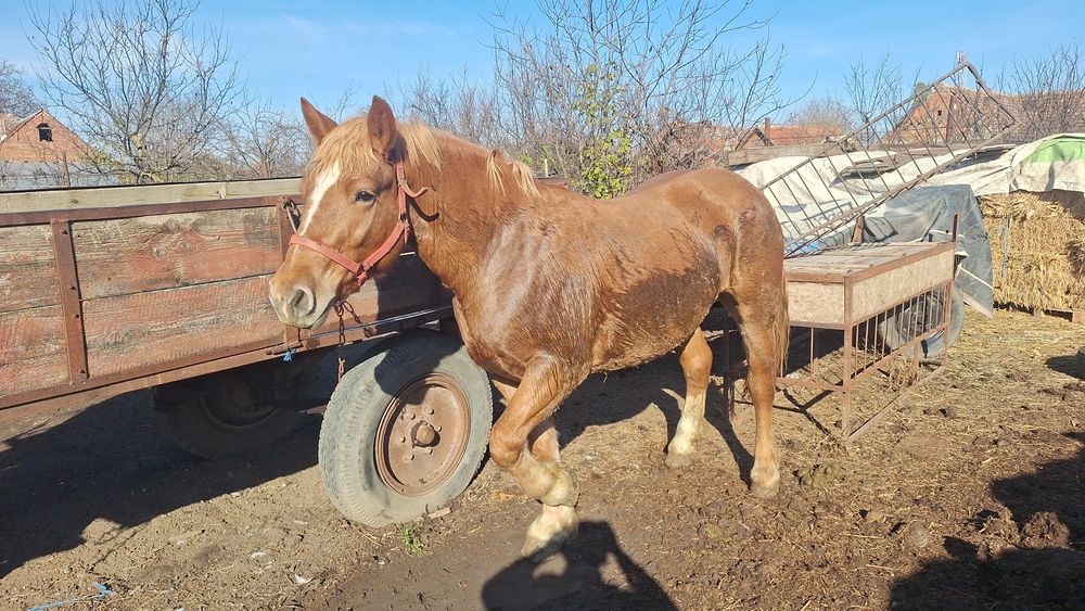 Vand manza de 1,5 ani