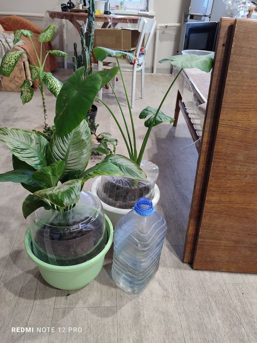 Диффенбахия, алоказия. Цветы комнатные