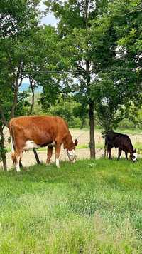 Vand Vaca baltata Montbeliarde de Franța cu vitel