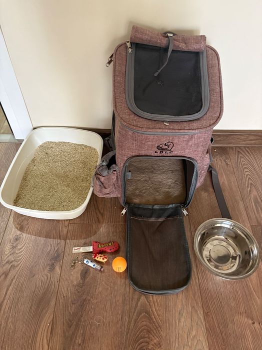 Golden chinchilla X Scottish fold kitten to a good home