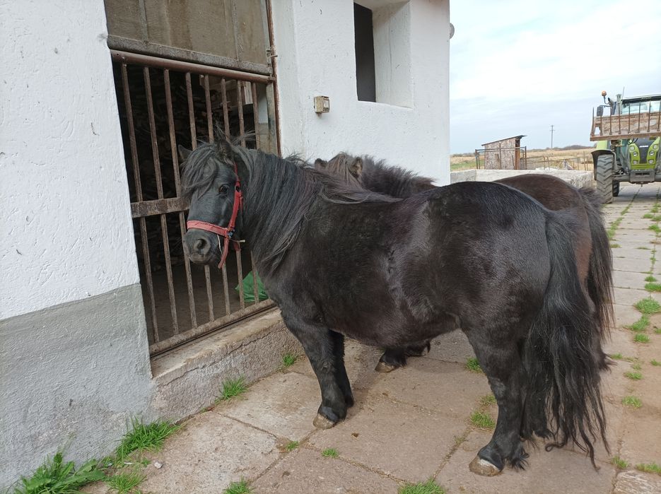 Vand  poneite gestante