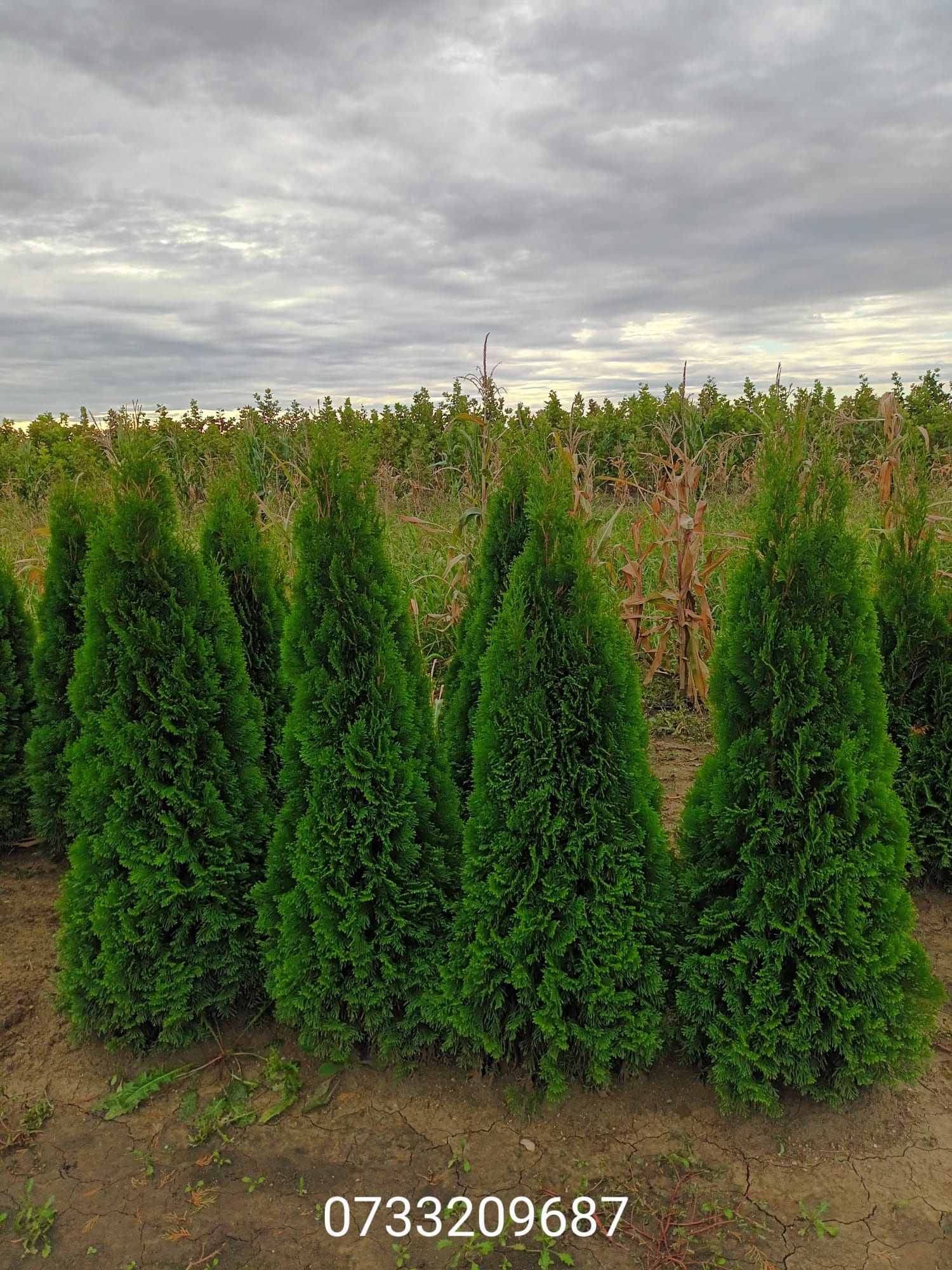 Vând tuia thuja smaragd