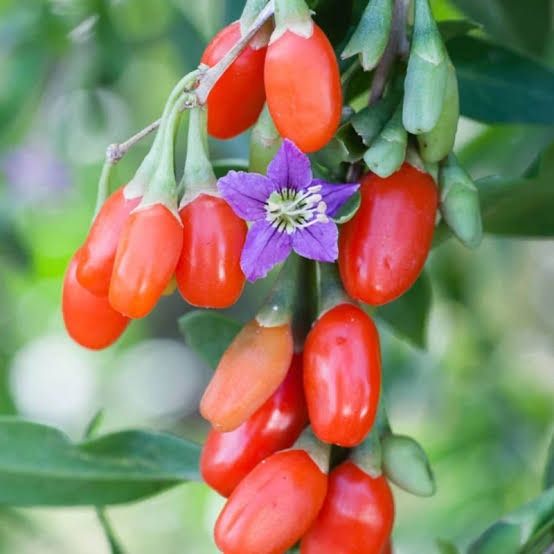 Arbuști fructiferi Goji