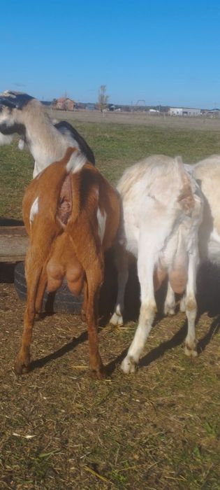 Vând capre  și un țap