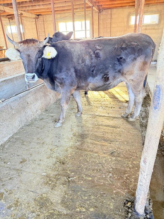 Продам стельных коров. БУАЗ СИЫРЛАР САТЫЛАДЫ.