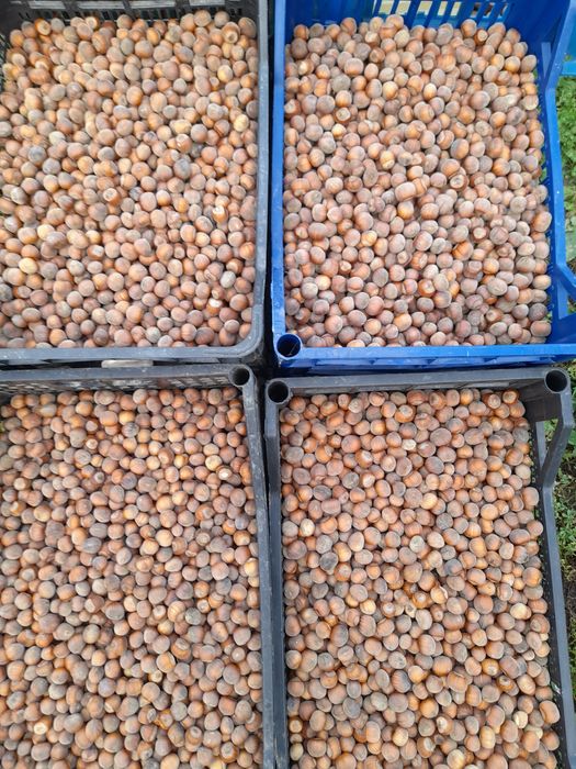 Alune de cultură-Bio