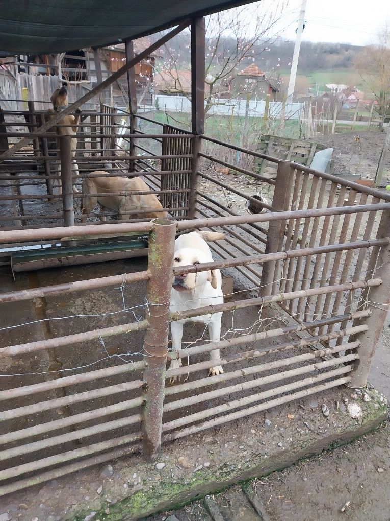 Catelusa labrador